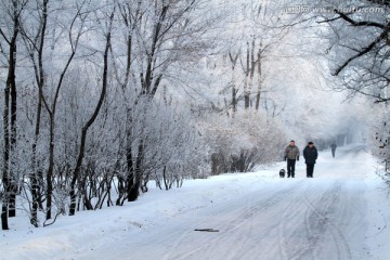 雾凇 冬天 雪景 玉树琼枝