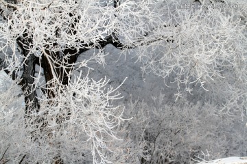 雾凇 冬天 雪景 玉树琼枝