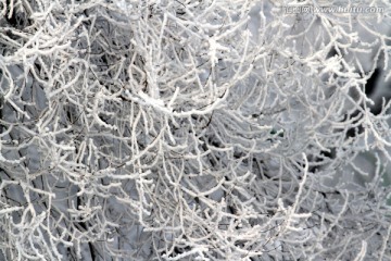 雾凇 冬天 雪景 玉树琼枝