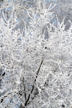 雾凇 冬天 雪景