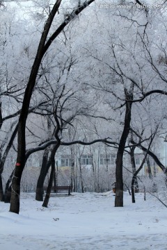 雾凇 冬天 雪景