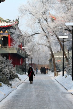 雾凇 冬天 雪景 玉树琼枝