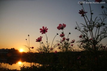 格桑花