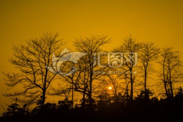 树林落日夕阳