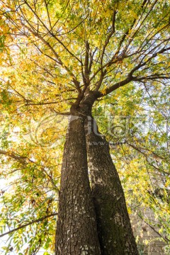 黄连木夫妻树