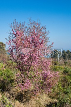 云南山野冬樱花