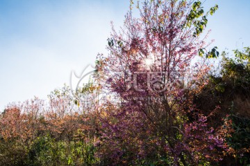 云南山野冬樱花