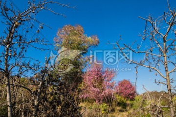 云南山野冬樱花