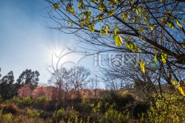 云南山野冬樱花