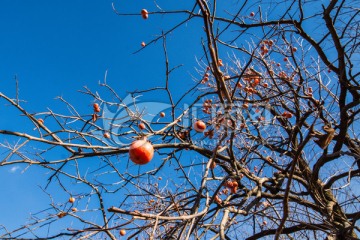 冬日柿子树