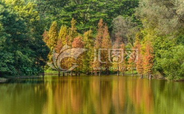 宽幅阳光水杉林