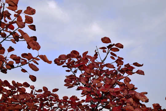 黄栌树红叶摄影图