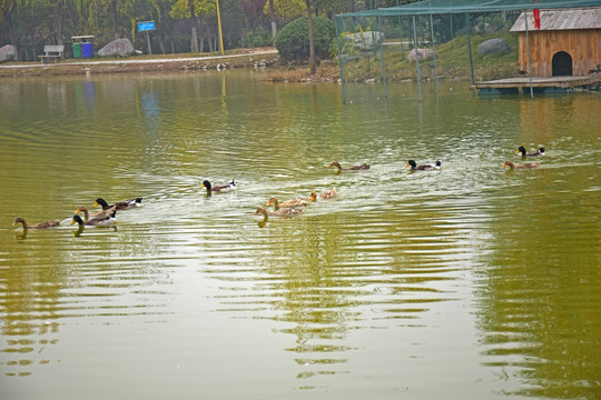 公园人工湖中的鸭群