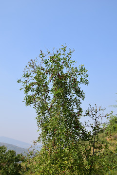 红红的野山枣摄影图