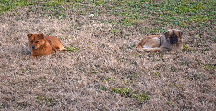 草地上晒太阳的狗