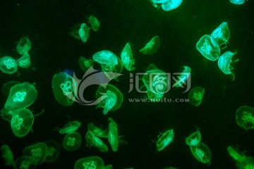 发光水母 水母背景素材