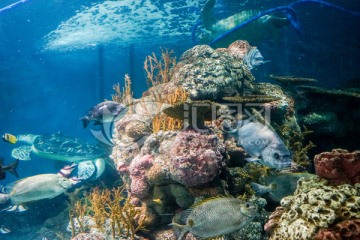 海底世界 深海鱼群 珊瑚