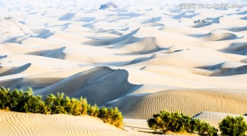 胡杨林沙漠沙丘