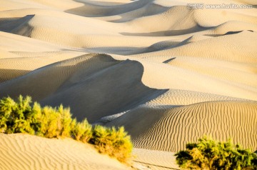 小树沙丘沙漠
