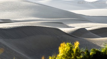 沙漠野草塔格拉玛干