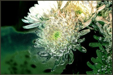 菊花 tif分層