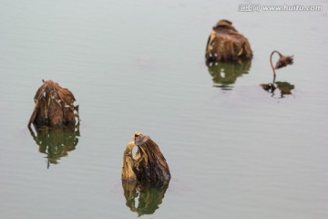 残荷 莲蓬