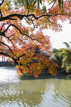 秋洒桃花江