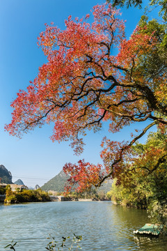 秋洒桃花江