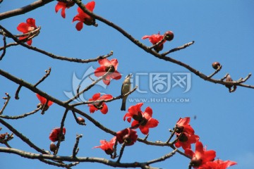 木棉花与小鸟