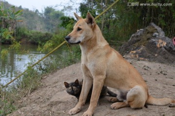 黄狗和花猫