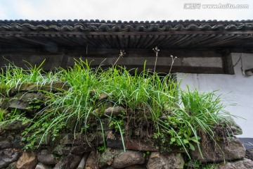 墻頭的野韭菜