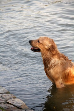 水中 嬉戏的 金毛犬