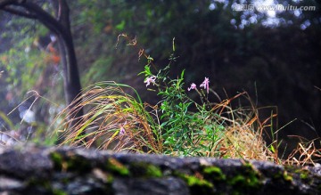 路边的小花 小草