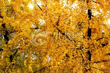 金黄的银杏树