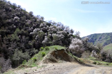 山谷杏花