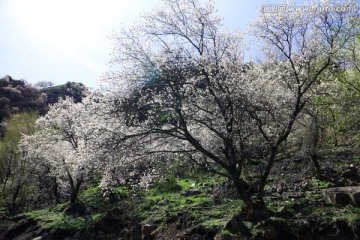 杏花烂漫