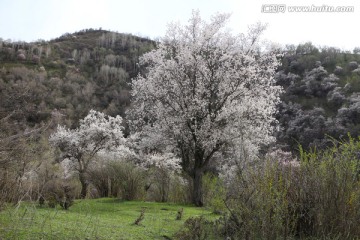 绿地杏花