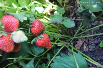 田间草莓