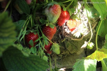 草莓熟了