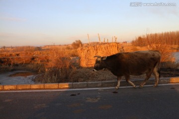 夕阳 黄牛