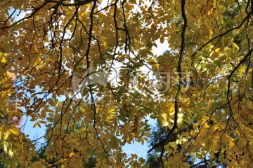 秋天的枝叶