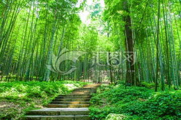 竹林山路 阳光竹林