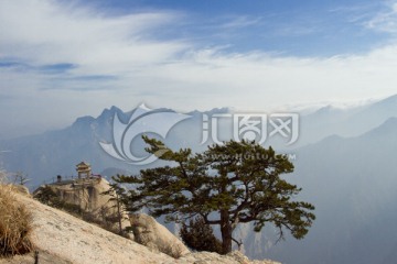 华山松 华山东峰