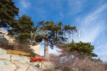 华山松 华山东峰