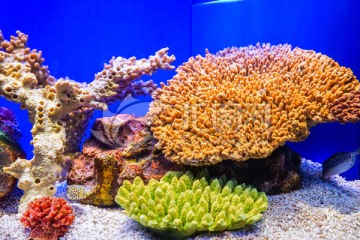 更多精选水族摄影点击这里←