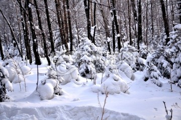 冬季雪景