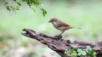 灰林鵖