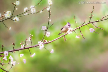 梅花