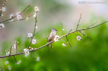 梅花