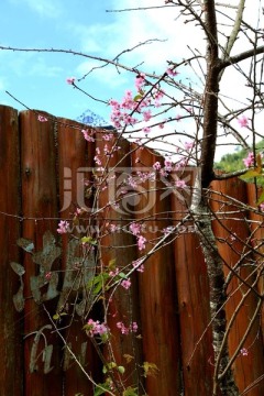 台湾樱花